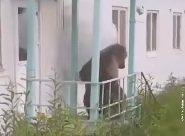 НЕЗВАНИ ГОСТ: Медвед навратио у кантину, али нису га услужили